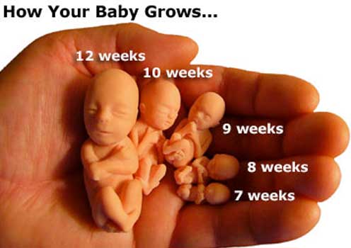 gestation 7-12 weeks